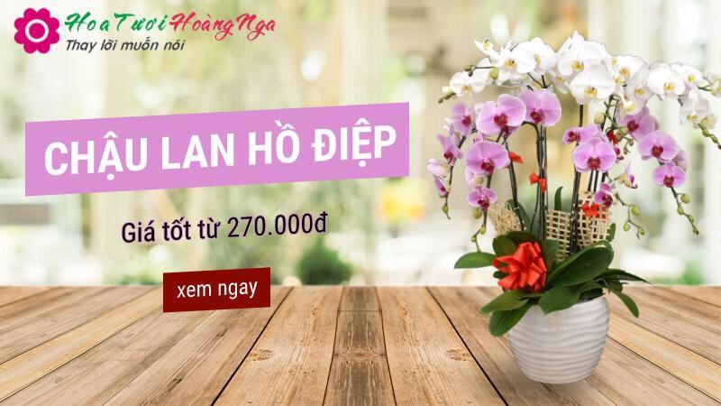 Banner hoa lan hồ điệp giá rẻ - homepage