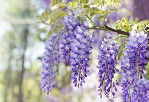 Cách đơn giản để có được hoa tử đằng đẹp đầy ý nghĩa