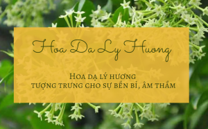Hoa dạ lý hương: Nguồn gốc và ý nghĩa loài hoa bí ẩn
