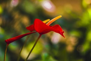 Hoa hồng môn - loại cây cảnh mang nhiều ý nghĩa phong thủy may mắn