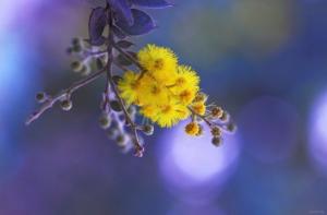 Hoa Mimosa đẹp huyền bí và những ý nghĩa sâu xa phía sau