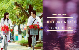 Hoa phượng: Nguồn gốc, ý nghĩa và công dụng trong đời sống