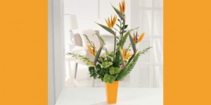 Hoa thiên điểu - Biểu tượng của một tình yêu đôi lứa vĩnh hằng và viên mãn