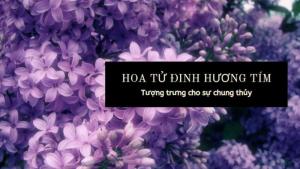 Hoa tử đinh hương: Xuất xứ và đặc điểm loài hoa độc đáo