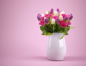 Hoa tulip: Nguồn gốc và ý nghĩa của loài hoa đẹp nhất thế giới