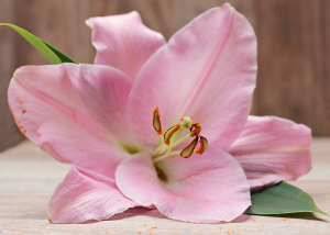 Khám phá về ý nghĩa và công dụng của hoa bách hợp trong đời sống