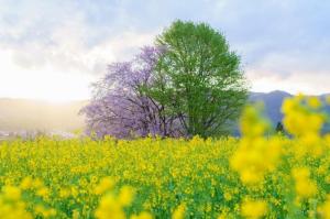 Những công dụng và ý nghĩa tuyệt vời của hoa cải