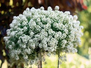 Những điều cần biết về cây hoa ngàn sao