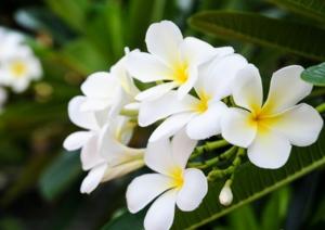 Những điều có thể bạn chưa biết về hoa sứ