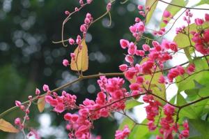 Những sự thật thú vị ít người viết về hoa Tigon