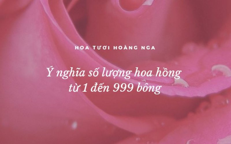 Tìm hiểu ý nghĩa số lượng hoa hồng từ 1 đến 999 [Chính xác nhất]