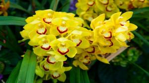 Tiết lộ cách chọn hoa sinh nhật cho người mệnh Thổ