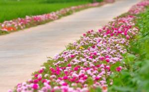 Tìm hiểu đặc điểm và ý nghĩa của hoa mười giờ