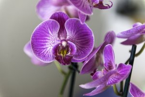 Tìm hiểu về ý nghĩa và công dụng của hoa lan ý trong đời sống