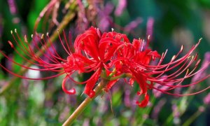 Tìm hiểu về ý nghĩa và công dụng của những bông hoa bỉ ngạn