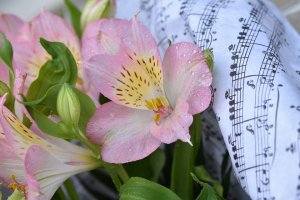 Tìm hiểu ý nghĩa và thông điệp của loài hoa huệ