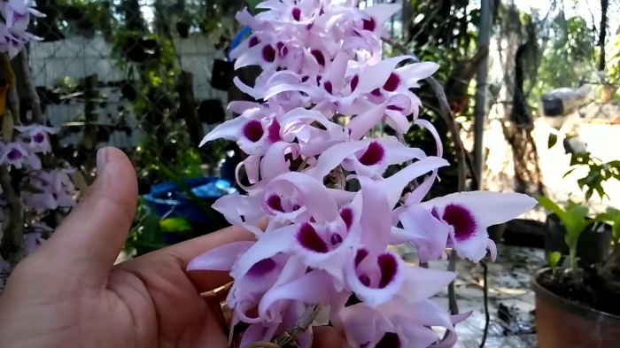 Hoa lan dã hạc - Tìm hiểu chi tiết về hoa lan dã hạc