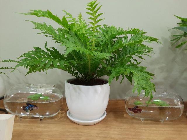 Cây dương xỉ: Đặc điểm, ý nghĩa và cách chăm sóc