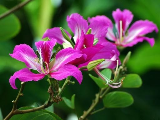Hoa móng bò là gì? Những điều thú vị cần biết về hoa móng bò