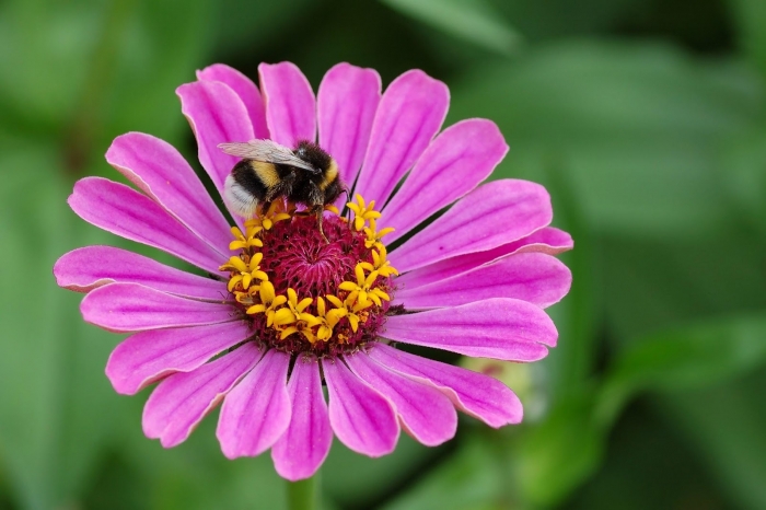Cúc ngũ sắc Zinnia - Một loài hoa vừa lạ vừa quen