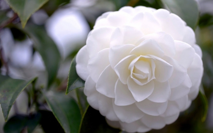 Hoa trà my - Loài hoa sở hữu vẻ đẹp vạn người mê