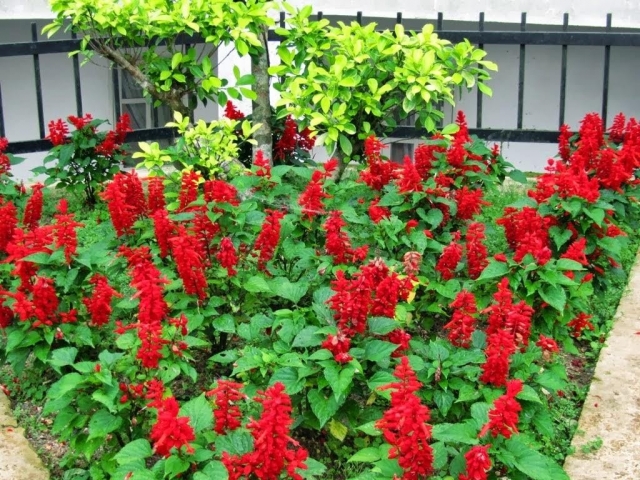 Hoa xô đỏ (hoa xác pháo đỏ)- Xuất xứ, ý nghĩa biểu trưng và công dụng