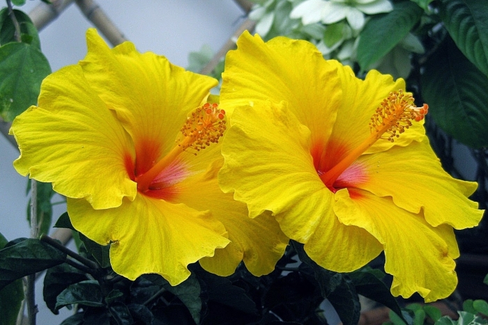 Cách chăm sóc hoa râm bụt để cây luôn đẹp, tươi tắn