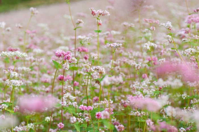 Hoa tam giác mạch: Nguồn gốc, ý nghĩa và món quà dành cho ai đó!
