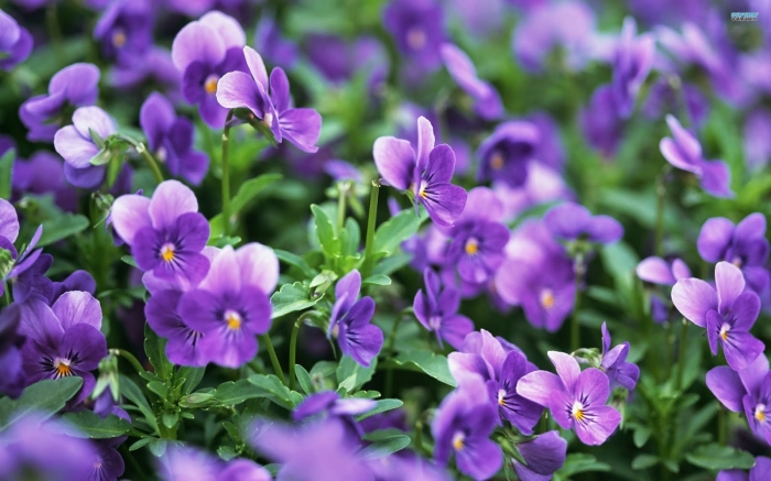 Hoa Violet - Sự minh chứng cho tình yêu đôi lứa
