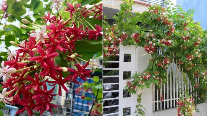 Hoa sử quân tử - Ý nghĩa và tác dụng đặc biệt của hoa sử quân tử