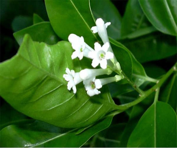 Hoa dạ lý hương - Nguồn gốc, sự tích và cách chăm sóc