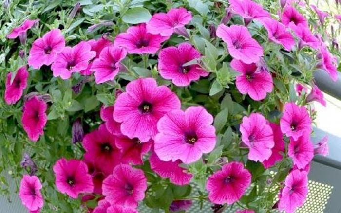 Hoa dạ yến thảo - Vẻ đẹp muôn sắc muôn màu