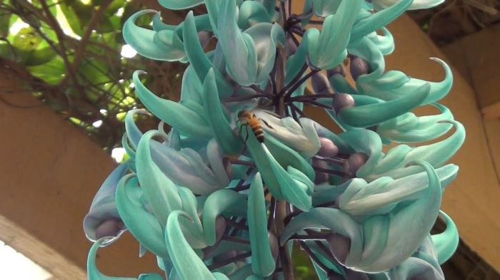 Hoa móng cọp - Loài cây độc đáo với nhiều ý nghĩa 