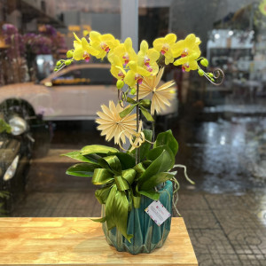 Chậu lan hồ điệp vàng 3 cành