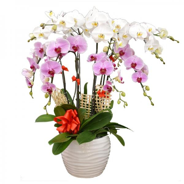 Mách bạn cách chọn 8 lẵng hoa đẹp tặng sinh nhật theo từng đối tượng 1726340921