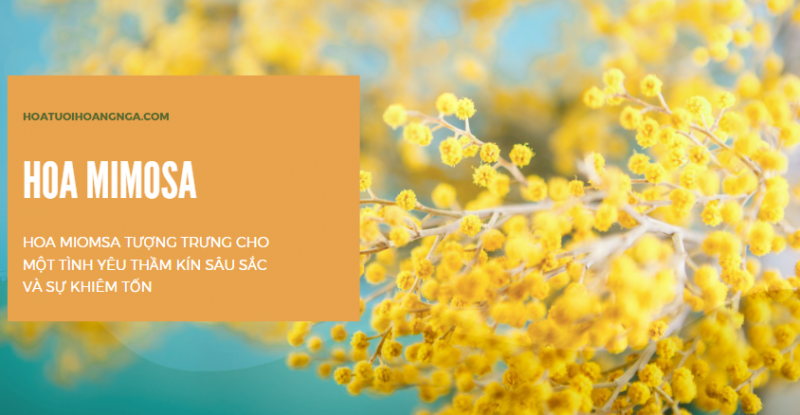 Hoa Mimosa đẹp huyền bí và những ý nghĩa sâu xa phía sau