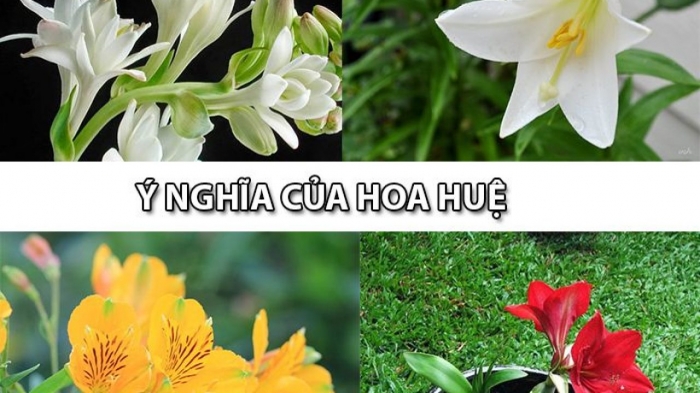 Tìm hiểu ý nghĩa và thông điệp của loài hoa huệ 1869906748