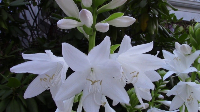 Tìm hiểu ý nghĩa và thông điệp của loài hoa huệ 1869906748