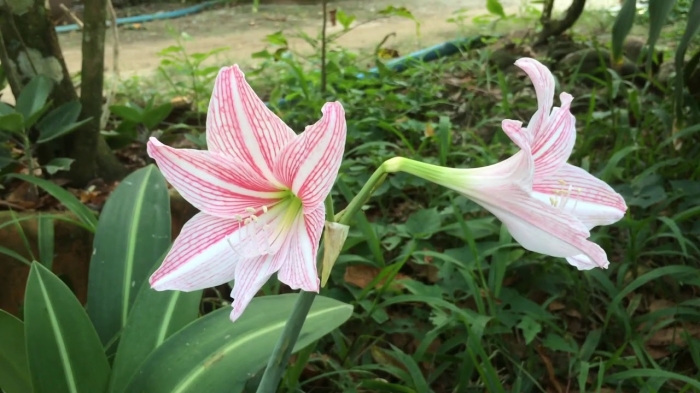 Tìm hiểu ý nghĩa và thông điệp của loài hoa huệ 1869906748