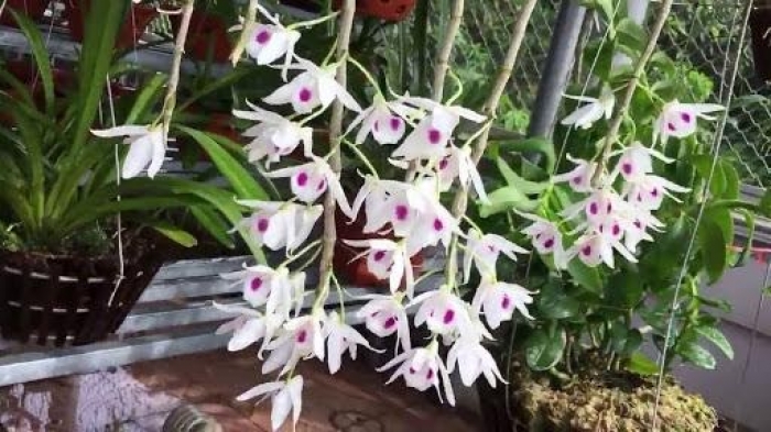 Hoa lan dã hạc - Tìm hiểu chi tiết về hoa lan dã hạc 624034145