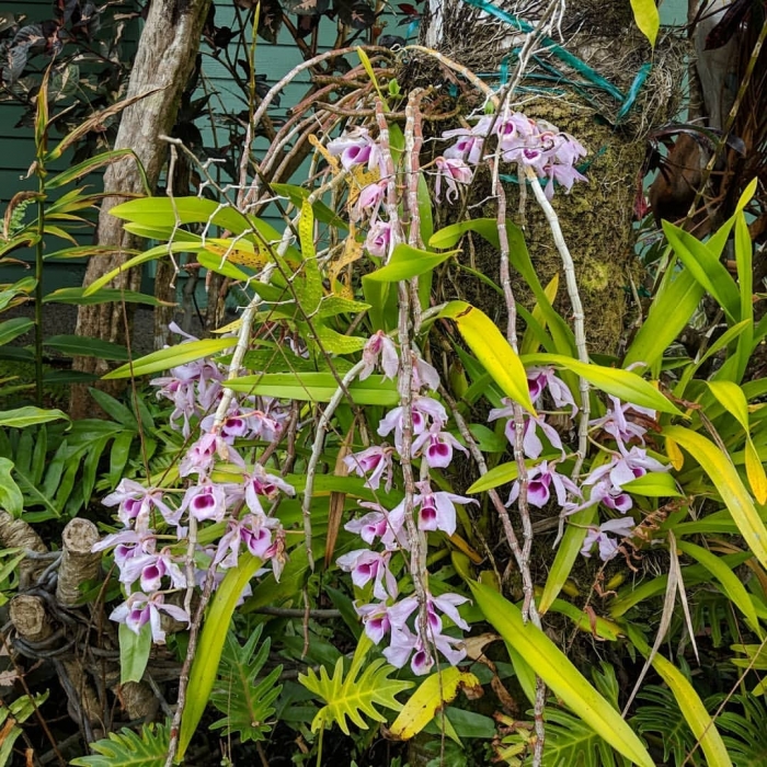 Hoa lan dã hạc - Tìm hiểu chi tiết về hoa lan dã hạc 624034145