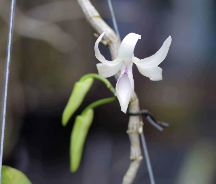 Hoa lan dã hạc - Tìm hiểu chi tiết về hoa lan dã hạc 624034145