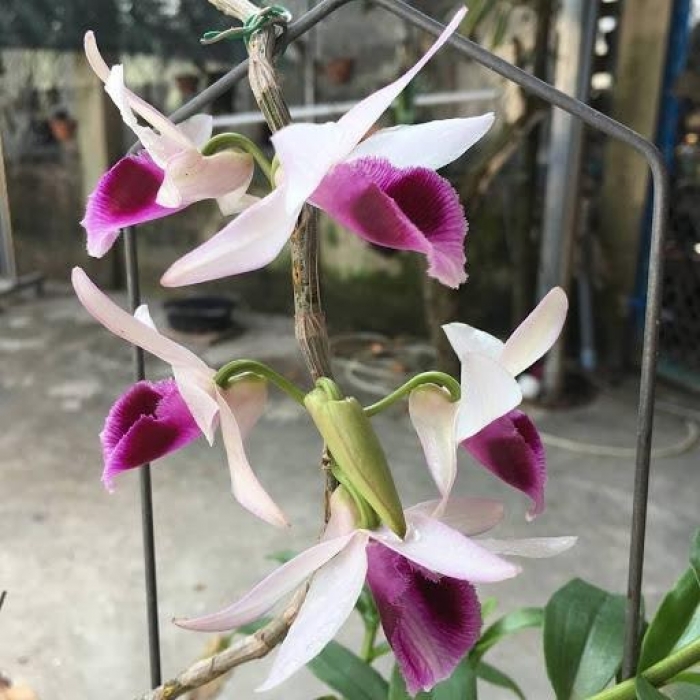 Hoa lan dã hạc - Tìm hiểu chi tiết về hoa lan dã hạc 624034145