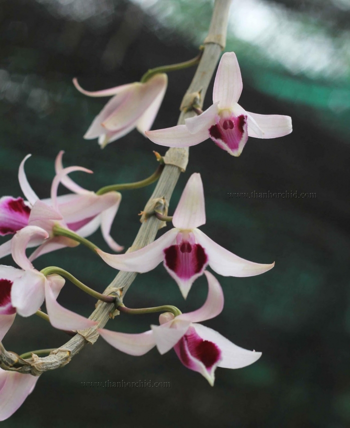 Hoa lan dã hạc - Tìm hiểu chi tiết về hoa lan dã hạc 624034145