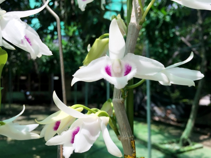 Hoa lan dã hạc - Tìm hiểu chi tiết về hoa lan dã hạc 624034145