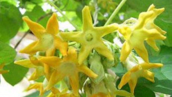 Hoa thiên lý và những điều thú vị không thể bỏ qua 1975379658