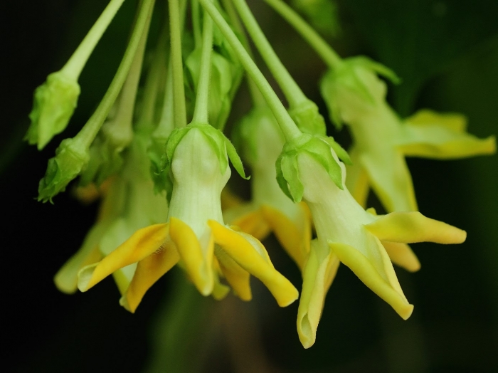 Hoa thiên lý và những điều thú vị không thể bỏ qua 1975379658