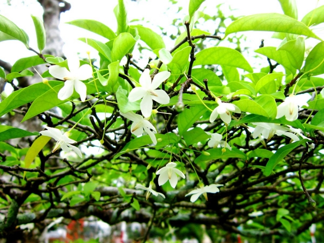 Ý nghĩa của hoa mai chiếu thủy trong cuộc sống 159246903