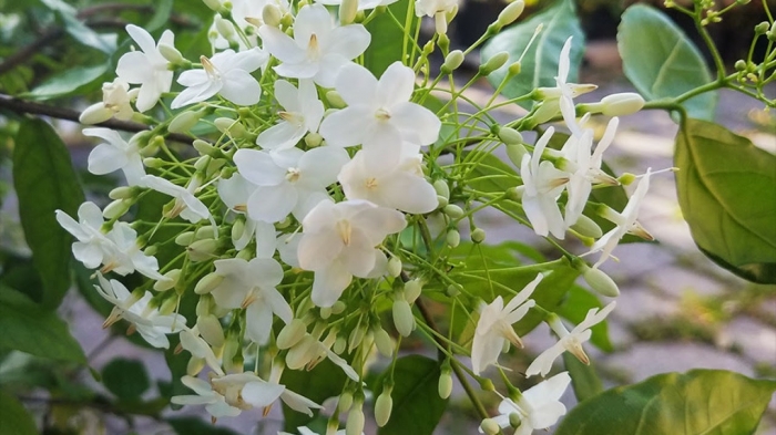 Ý nghĩa của hoa mai chiếu thủy trong cuộc sống 159246903