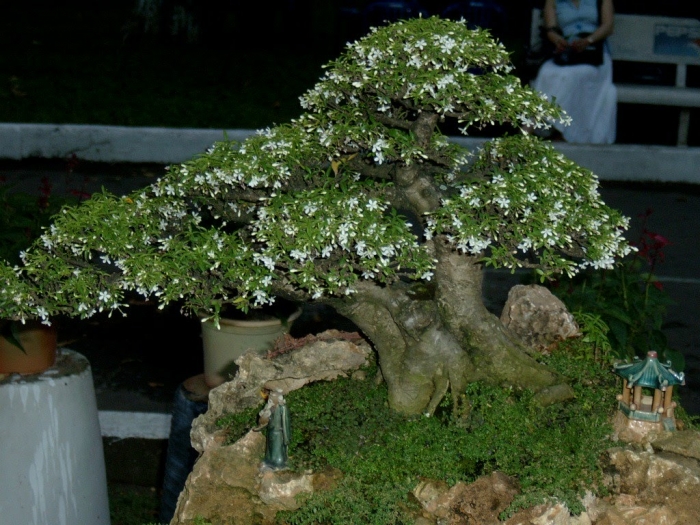 Ý nghĩa của hoa mai chiếu thủy trong cuộc sống 159246903